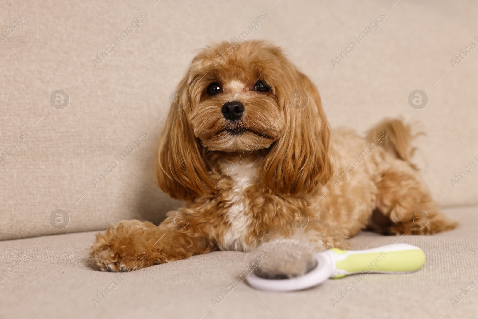 Photo of Cute dog and brush with pet's hair on sofa, selective focus