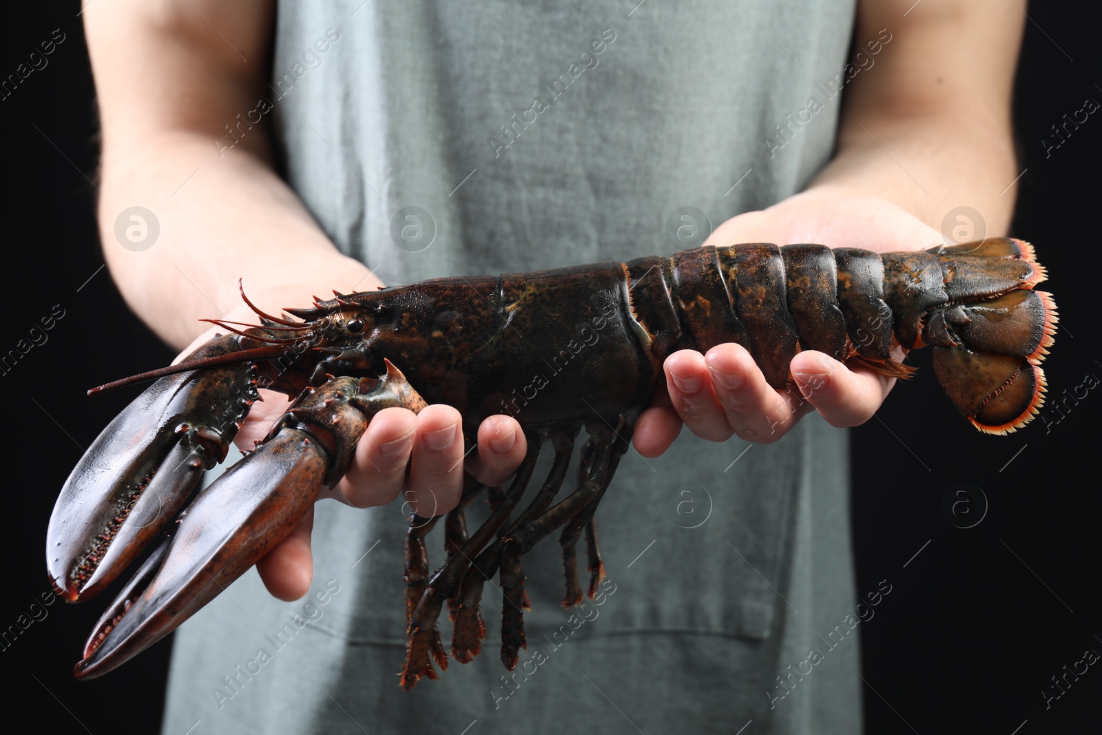 Photo of Man with raw lobster on black background, closeup