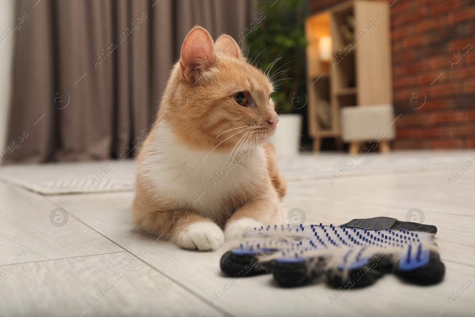 Photo of Cute ginger cat and grooming glove with pet's hair on floor at home