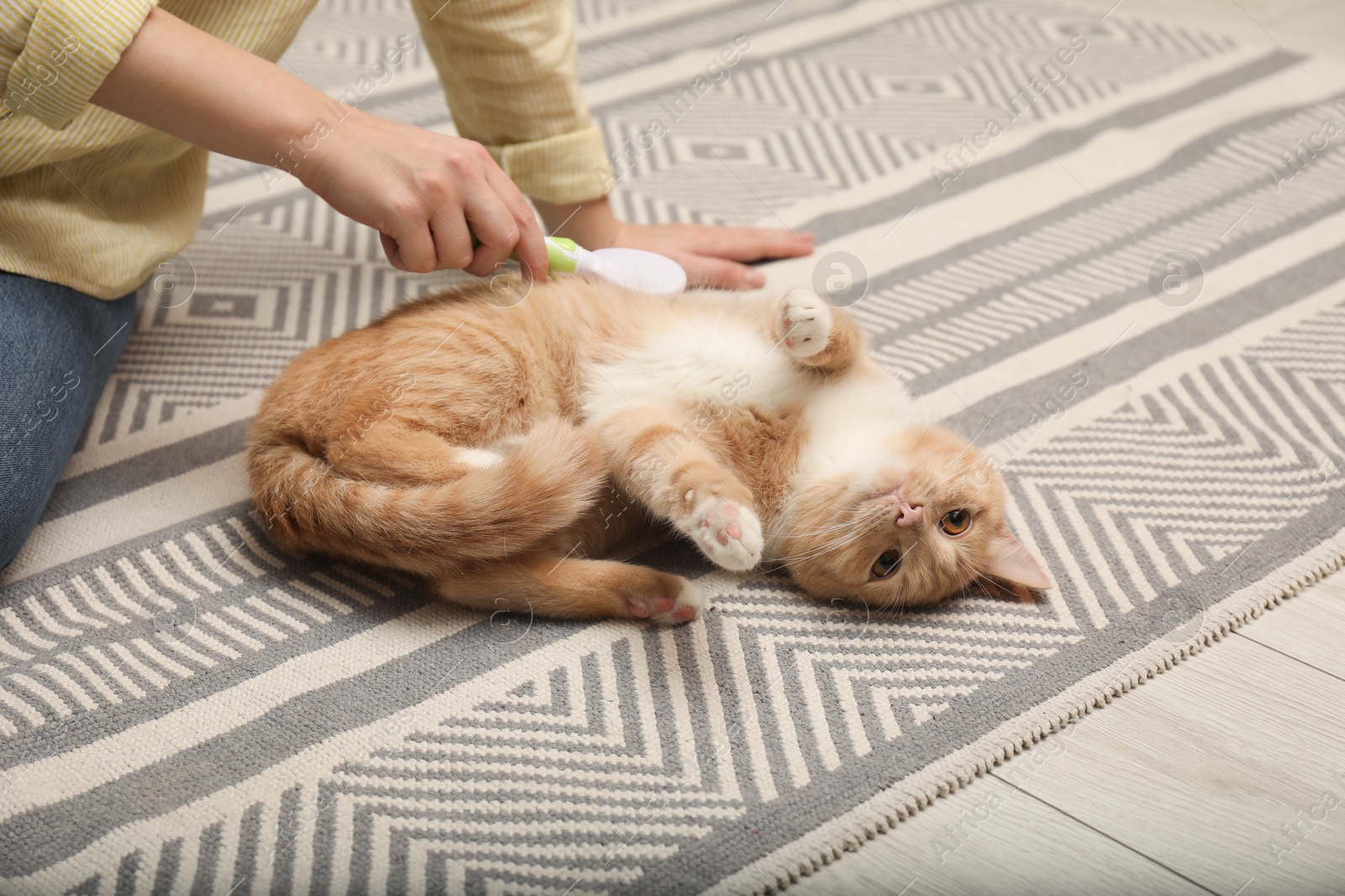 Photo of Woman brushing cat's hair on floor, closeup. Pet grooming