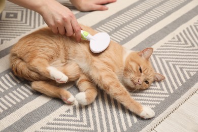 Photo of Woman brushing cat's hair on floor, closeup. Pet grooming