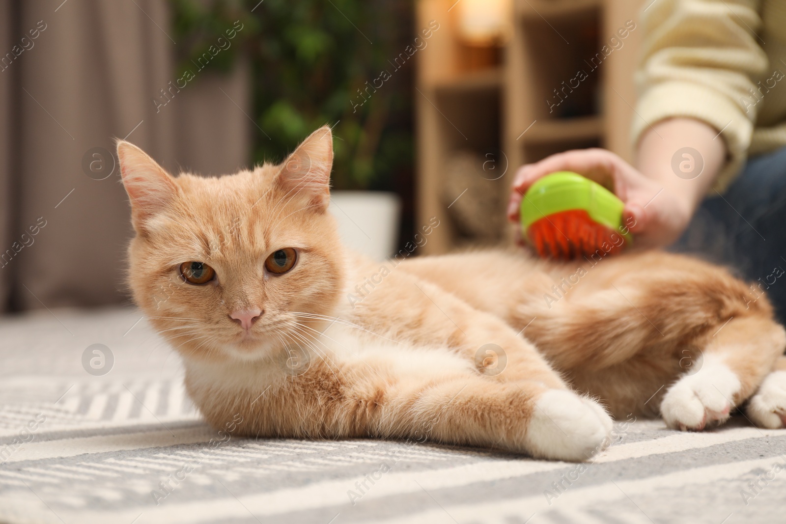 Photo of Woman brushing cat's hair on floor at home, closeup. Pet grooming