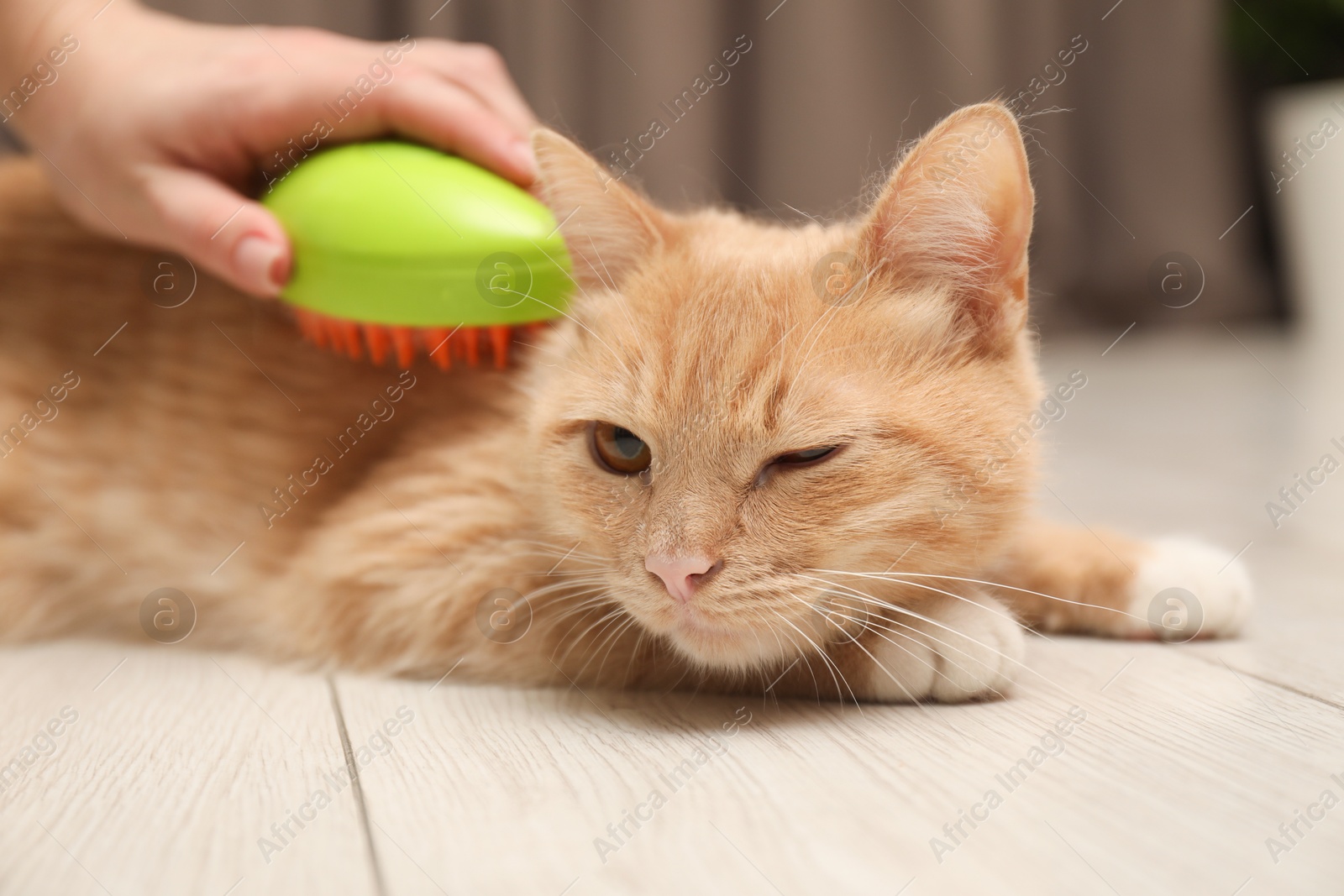 Photo of Woman brushing cat's hair on floor at home, closeup. Pet grooming