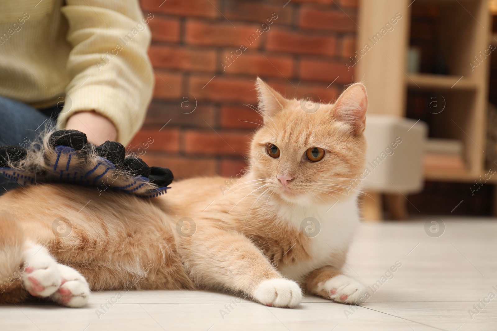 Photo of Woman brushing cat's hair with glove on floor at home, closeup. Pet grooming