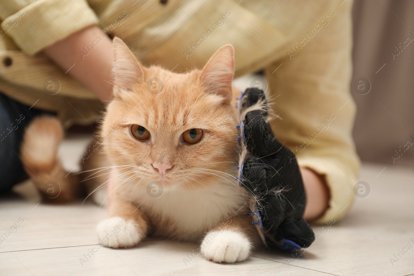 Photo of Woman brushing cat's hair with glove on floor at home, closeup. Pet grooming