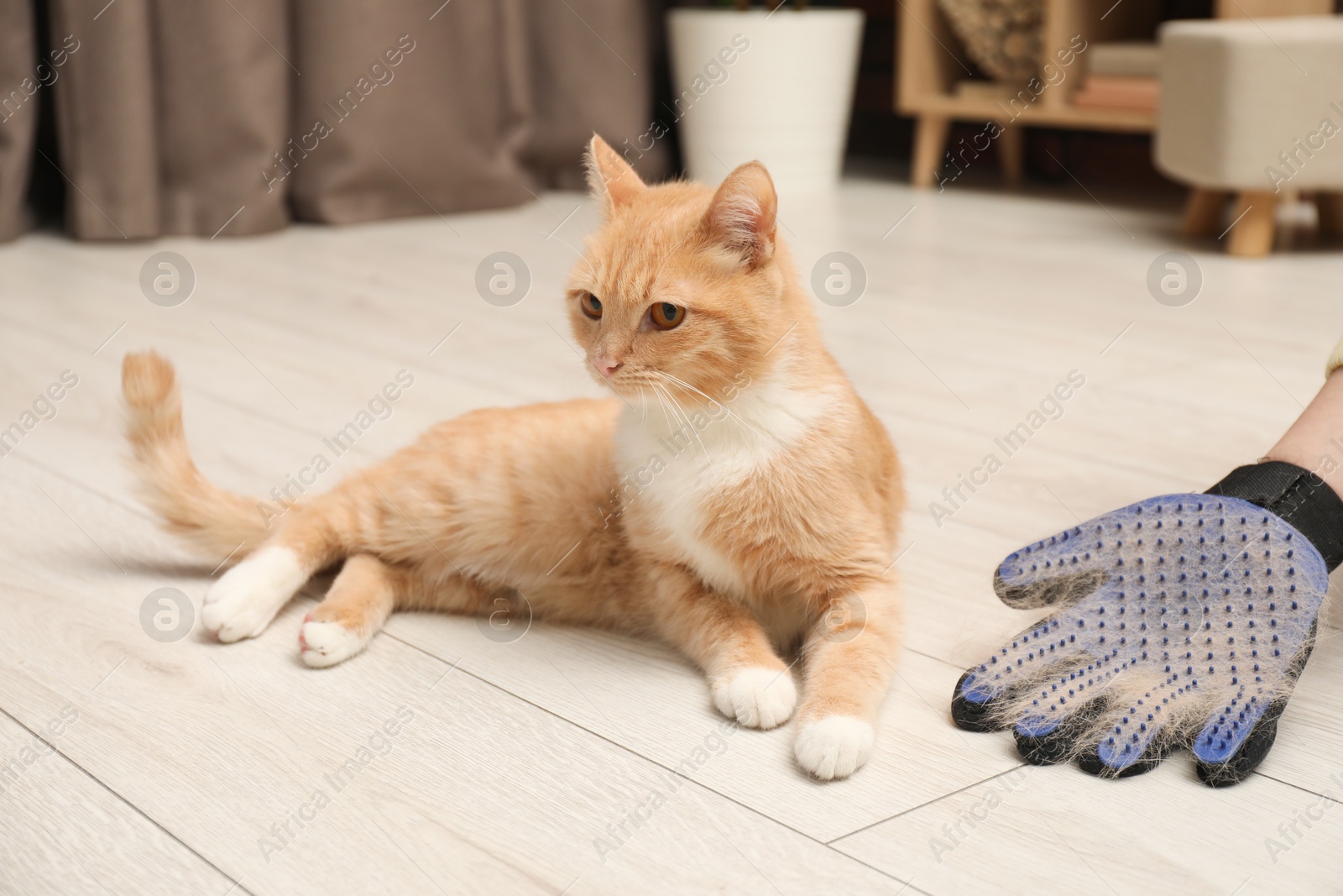 Photo of Woman wearing grooming glove with pet's hair and cat on floor at home, closeup