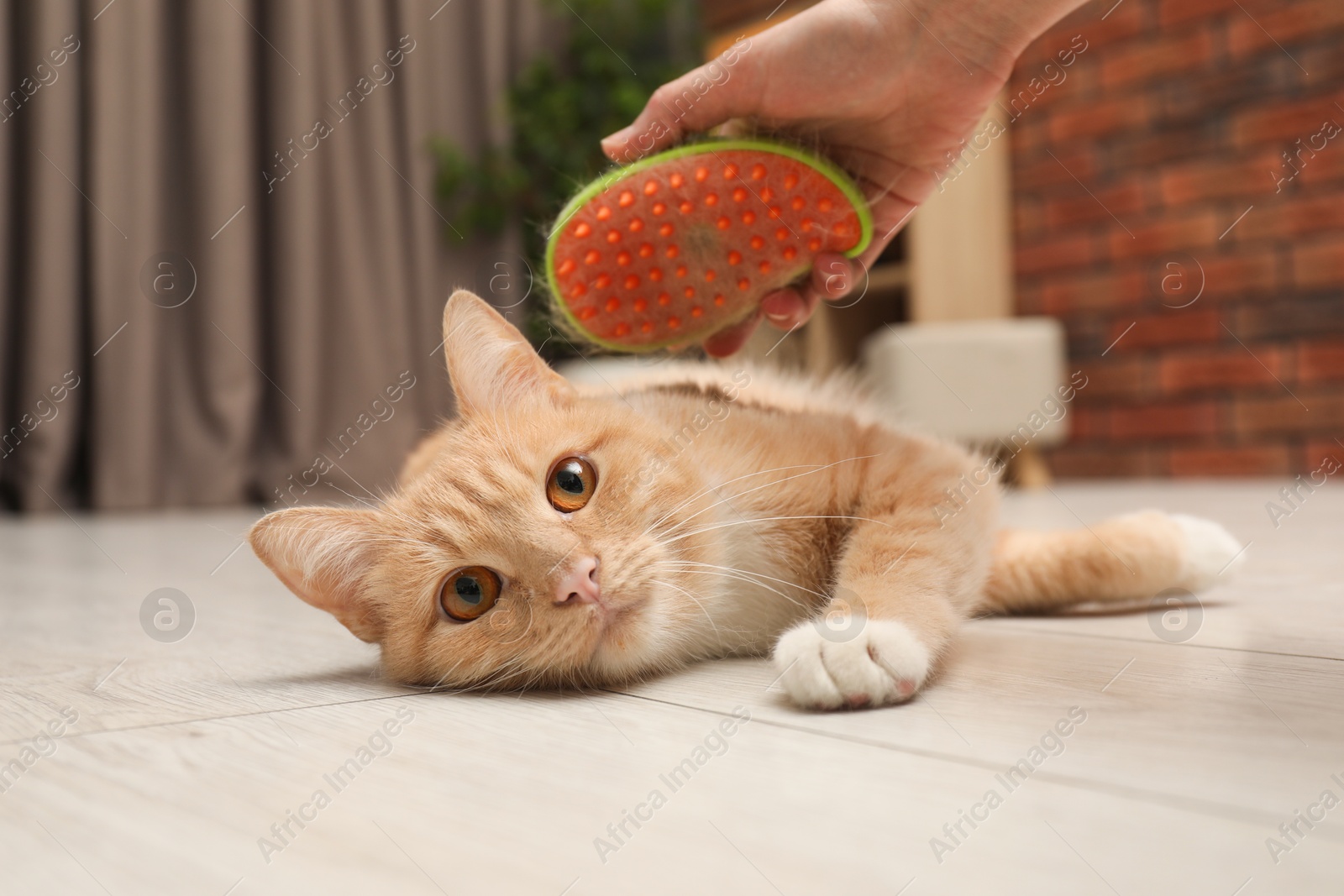 Photo of Woman brushing cat's hair on floor at home, closeup. Pet grooming