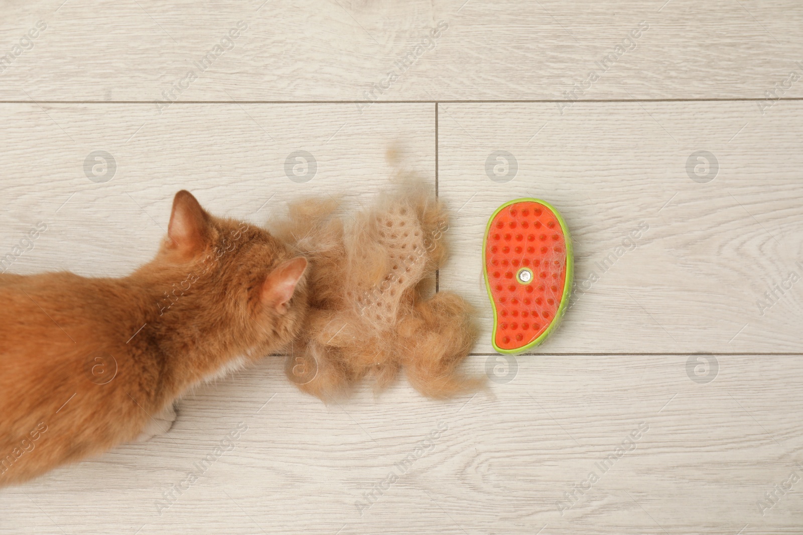 Photo of Grooming brush, cat and pile of pet's hair on floor, top view