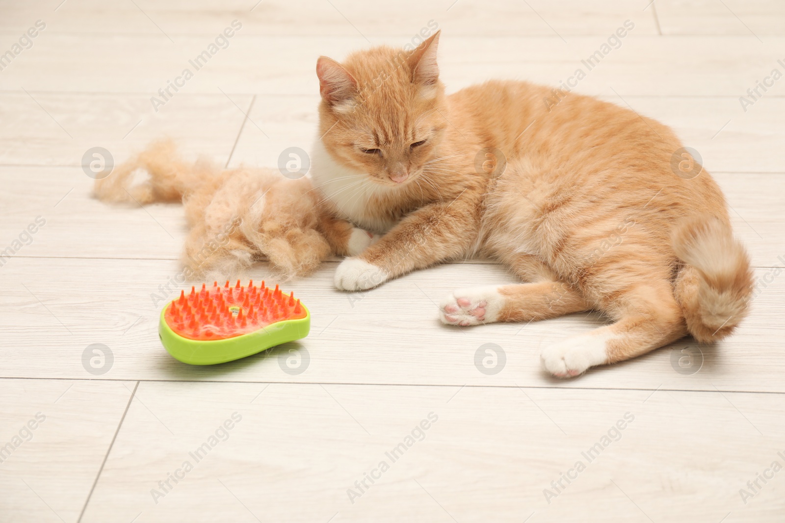 Photo of Cute ginger cat, brush and pile of pet's hair on floor