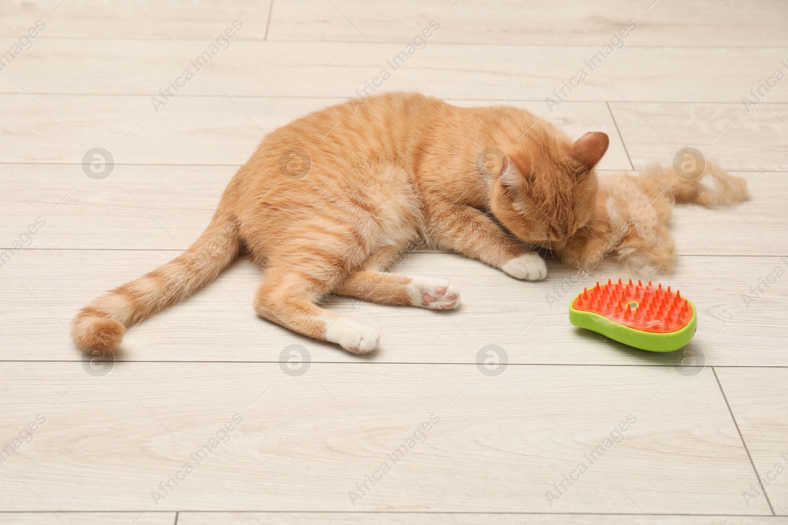 Photo of Cute ginger cat, brush and pile of pet's hair on floor