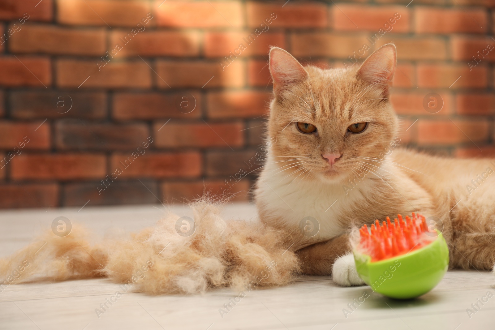 Photo of Cute ginger cat, brush and pile of pet's hair on floor at home, closeup