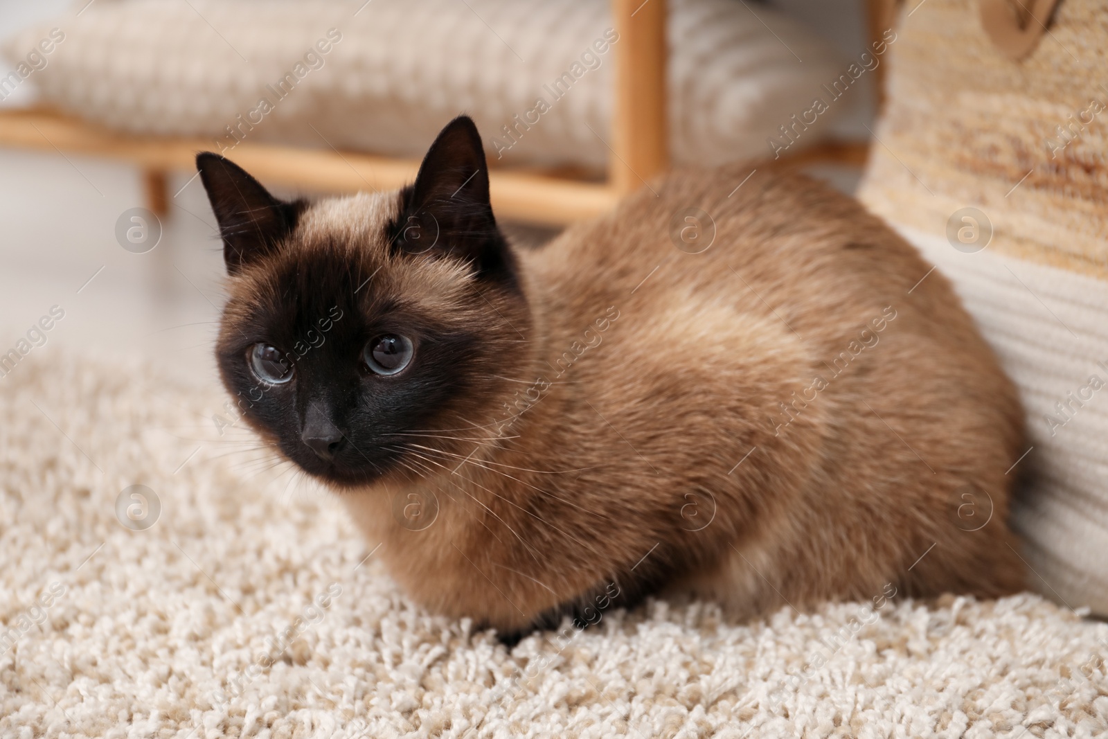 Photo of Adorable Thai cat on beige carpet at home