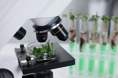 Photo of Biochemistry. Microscope with plant in Petri dish on white table in laboratory, closeup. Space for text