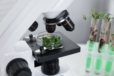 Photo of Biochemistry. Microscope with plant in Petri dish on white table in laboratory, closeup