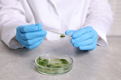 Photo of Biochemistry. Scientist working with plant at grey table, closeup