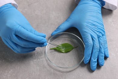 Photo of Biochemistry. Scientist working with plant at grey table, closeup