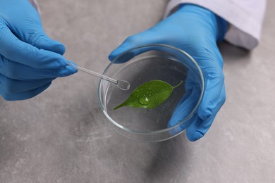 Photo of Biochemistry. Scientist working with plant at grey table, closeup