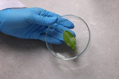 Photo of Biochemistry. Scientist working with plant at grey table, closeup