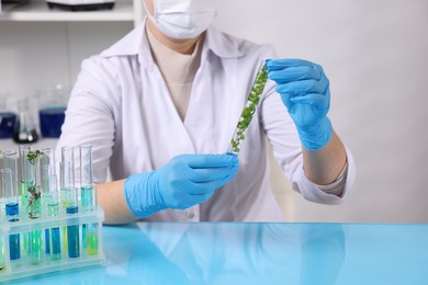 Photo of Biochemistry. Scientist working with plant at blue table in laboratory, closeup