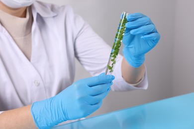 Photo of Biochemistry. Scientist working with plant at blue table, closeup