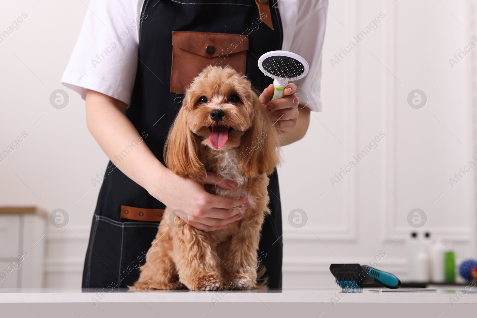 Photo of Woman brushing cute Maltipoo dog indoors, closeup