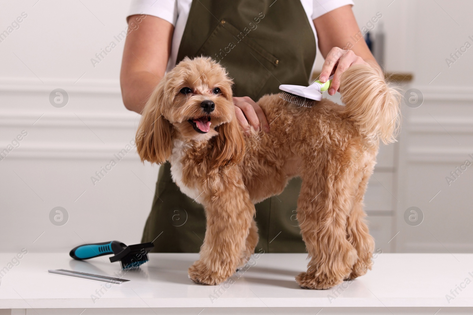 Photo of Woman brushing cute Maltipoo dog indoors, closeup