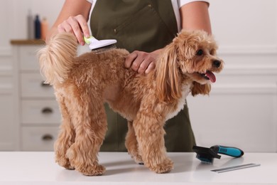 Photo of Woman brushing cute Maltipoo dog indoors, closeup