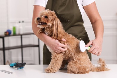 Photo of Woman brushing cute Maltipoo dog indoors, closeup