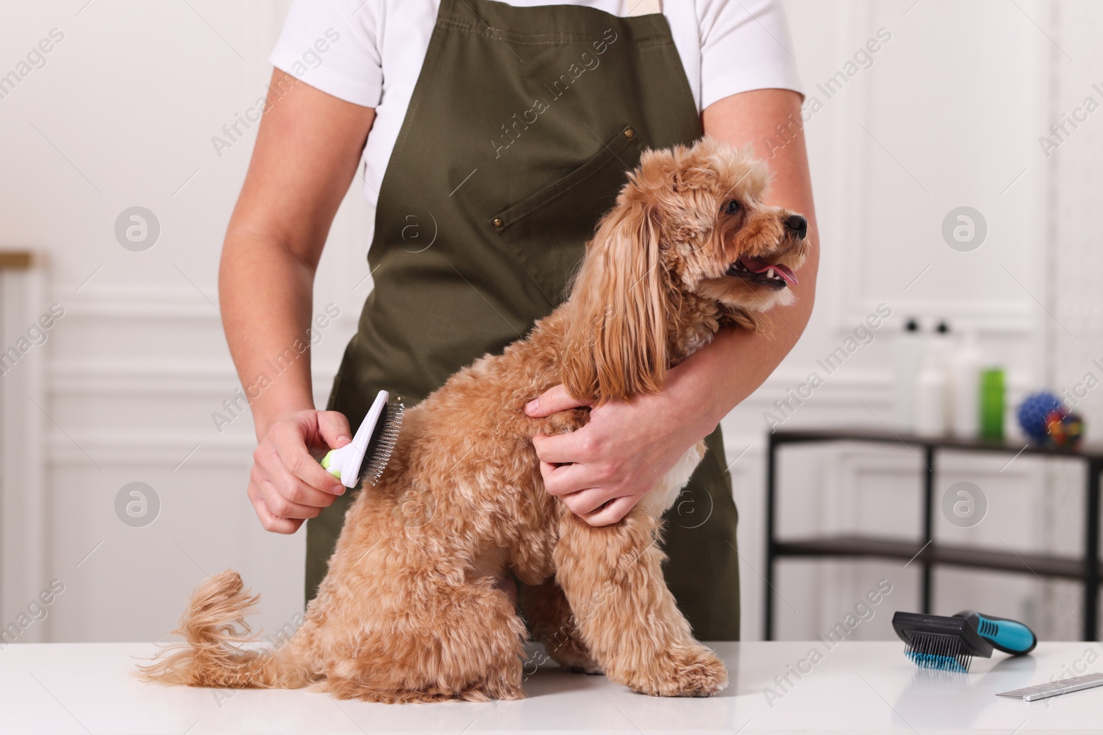 Photo of Woman brushing cute Maltipoo dog indoors, closeup