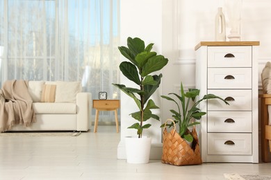 Photo of Commode, houseplants and sofa near window indoors. Interior design