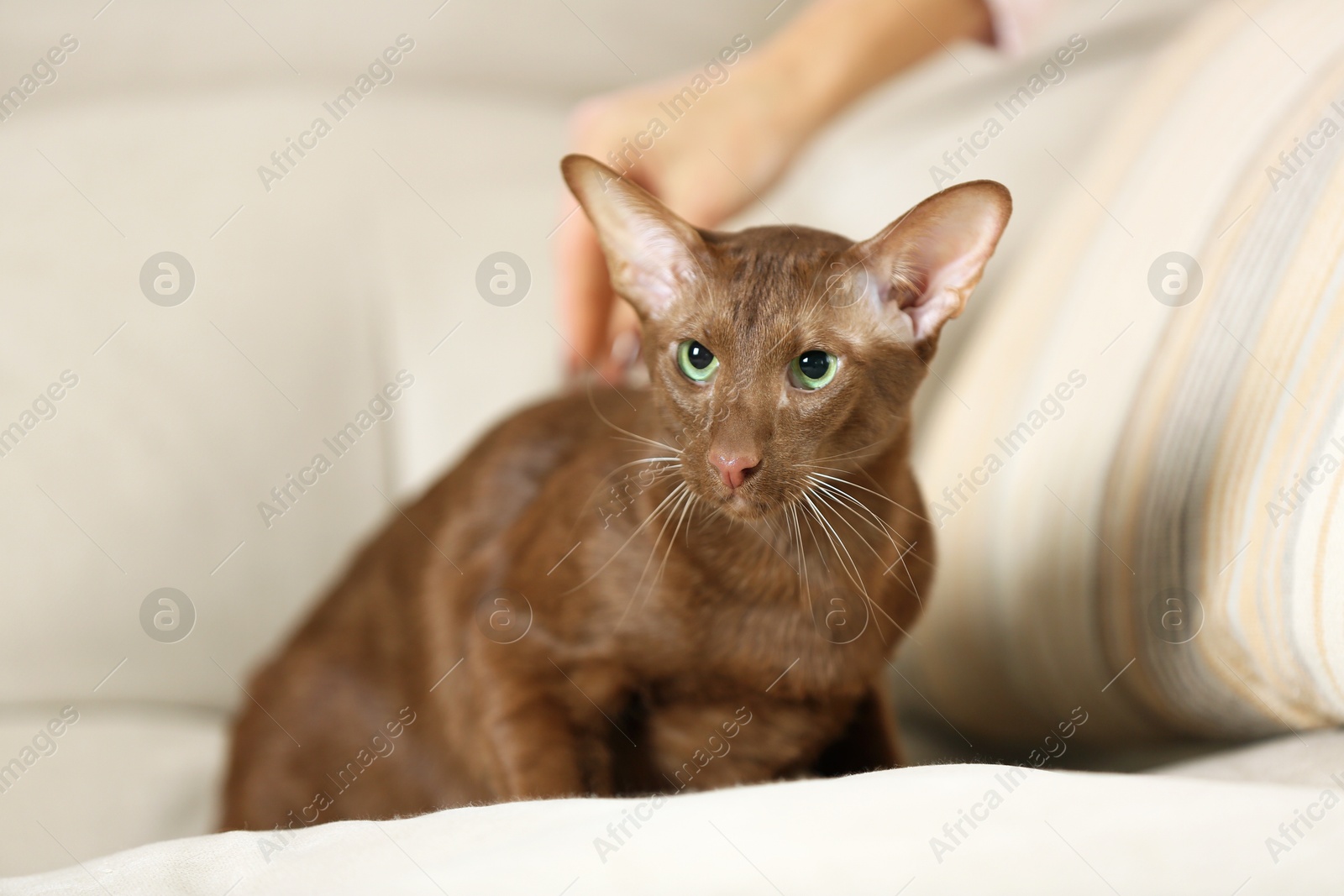 Photo of Woman stroking cute Oriental Shorthair cat at home, closeup. Adorable pet