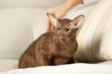 Photo of Woman stroking cute Oriental Shorthair cat at home, closeup. Adorable pet