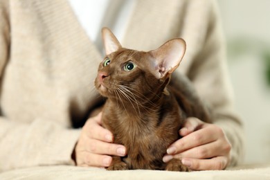 Photo of Woman with cute Oriental Shorthair cat at home, closeup. Adorable pet