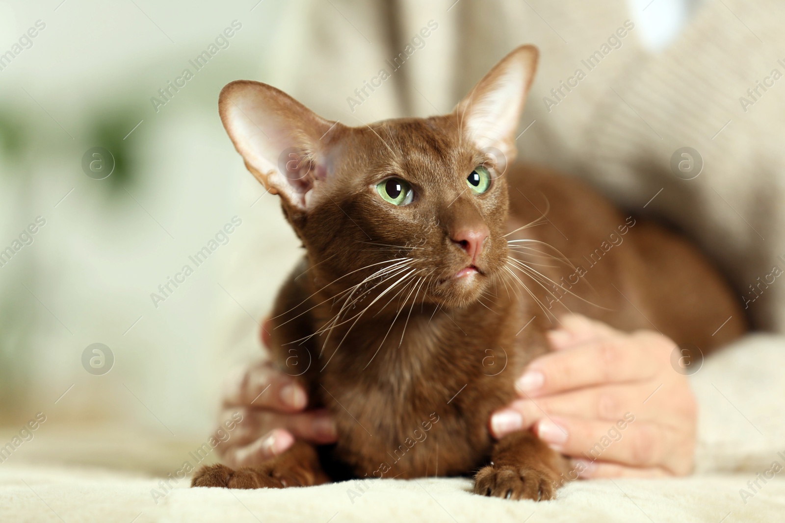 Photo of Woman with cute Oriental Shorthair cat at home, closeup. Adorable pet