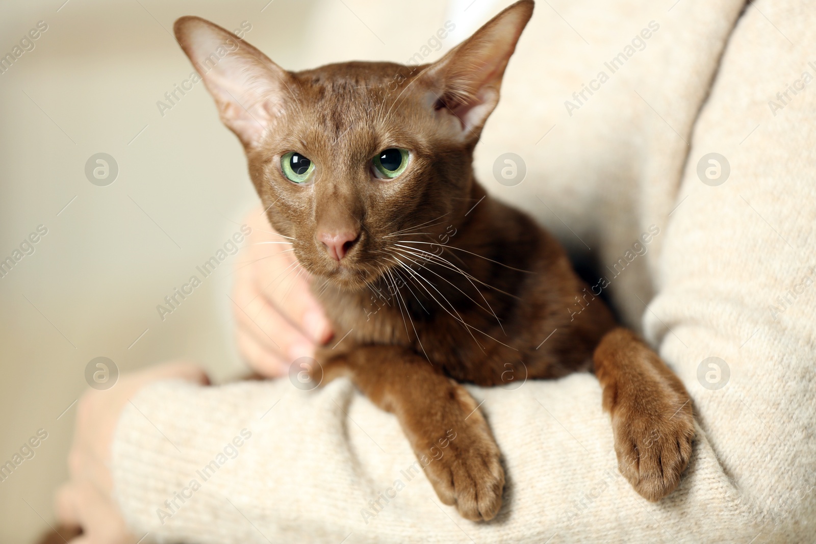 Photo of Woman with cute Oriental Shorthair cat at home, closeup. Adorable pet