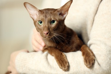 Photo of Woman with cute Oriental Shorthair cat at home, closeup. Adorable pet