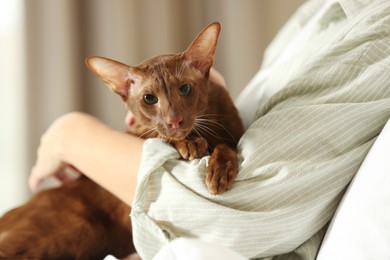 Photo of Woman with cute Oriental Shorthair cat at home, closeup. Adorable pet