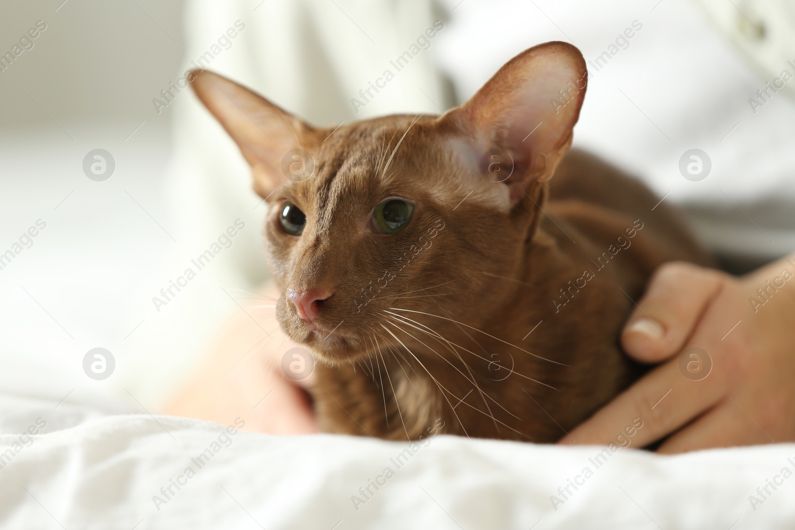 Photo of Woman with cute Oriental Shorthair cat at home, closeup. Adorable pet