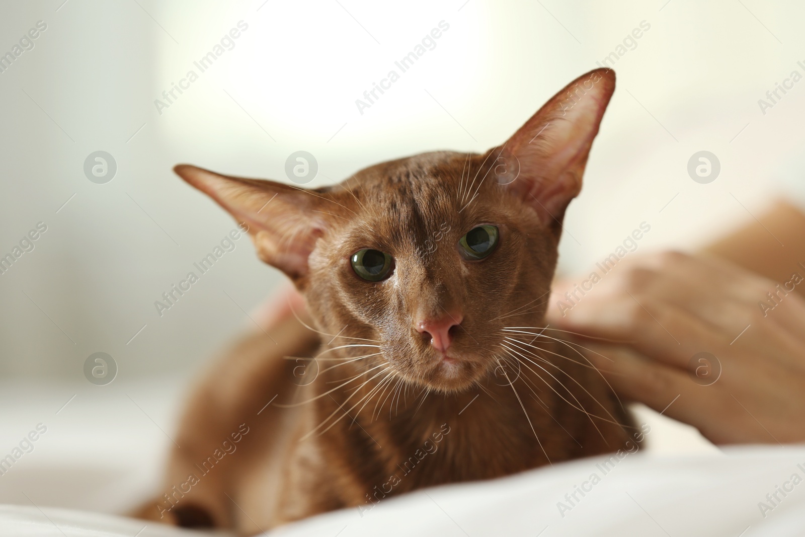 Photo of Woman stroking cute Oriental Shorthair cat at home, closeup. Adorable pet