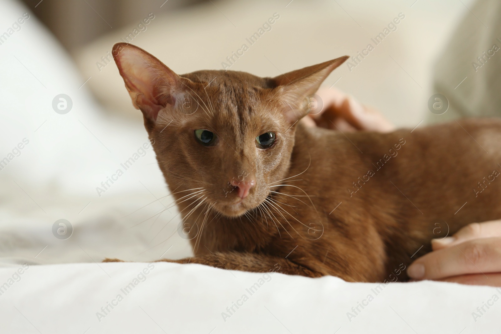 Photo of Woman stroking cute Oriental Shorthair cat at home, closeup. Adorable pet