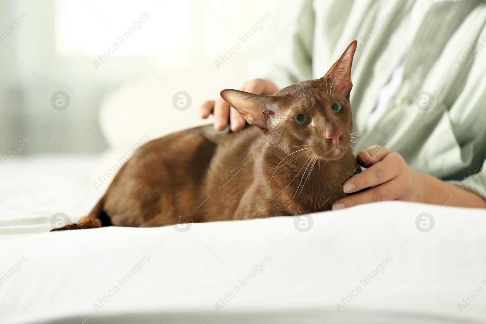 Photo of Woman stroking cute Oriental Shorthair cat at home, closeup. Adorable pet