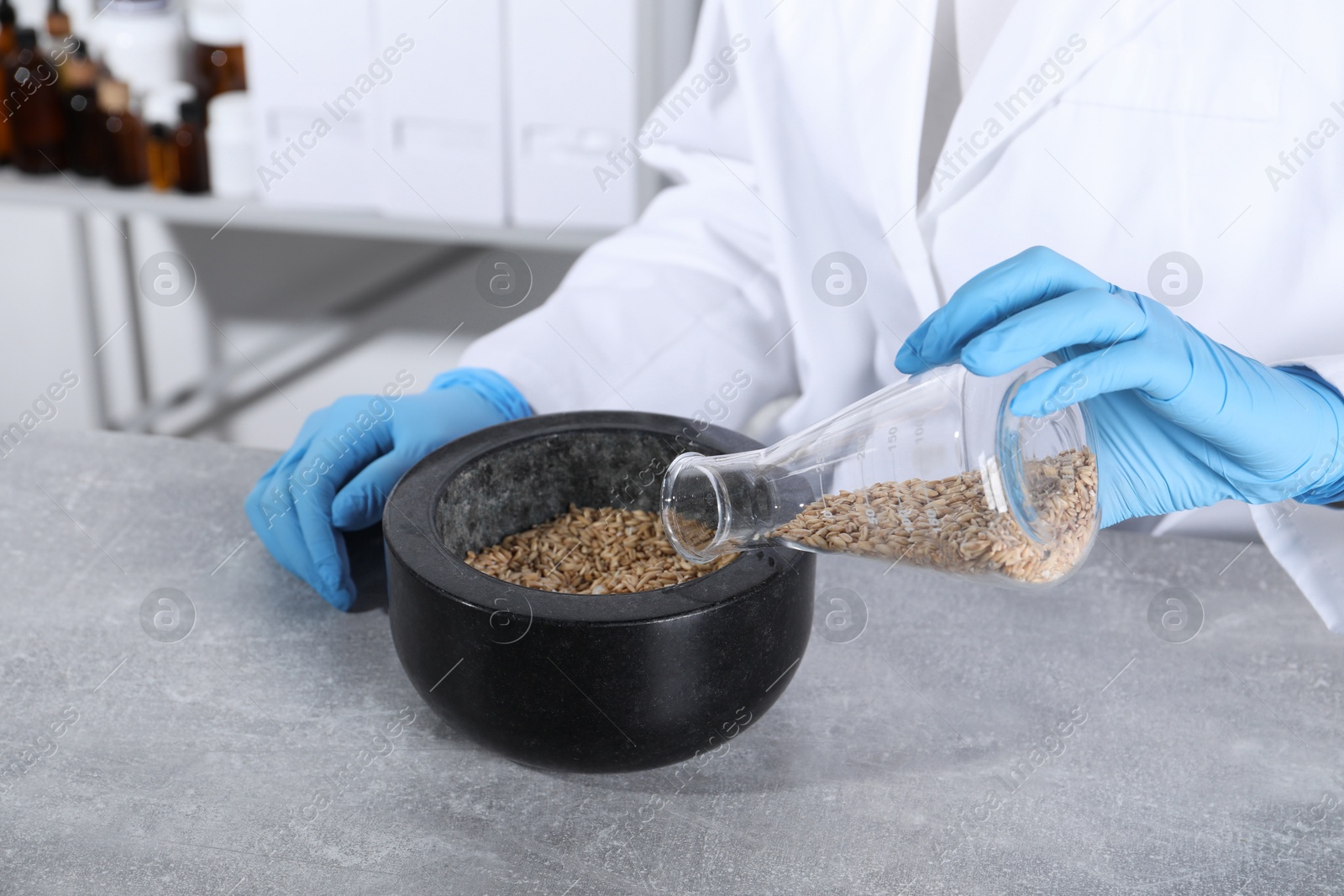 Photo of Laboratory testing. Scientist pouring oat grains into mortar at grey table indoors, closeup