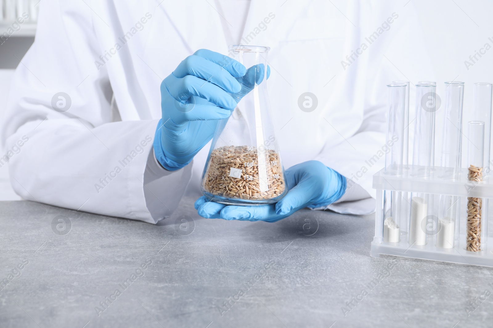 Photo of Laboratory testing. Scientist holding flask with oat grains at grey table indoors, closeup