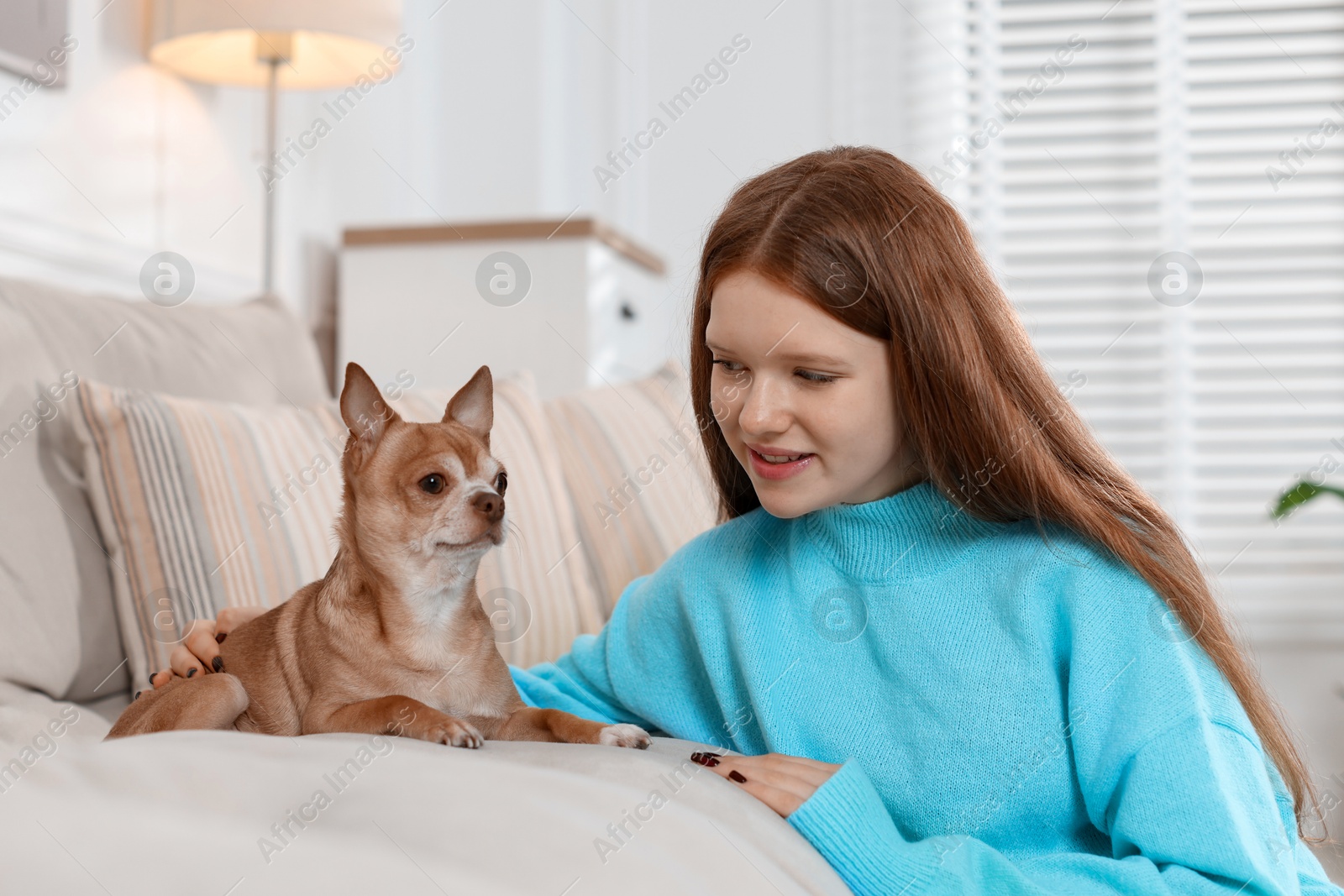 Photo of Teenage girl with her cute Chihuahua dog on sofa at home