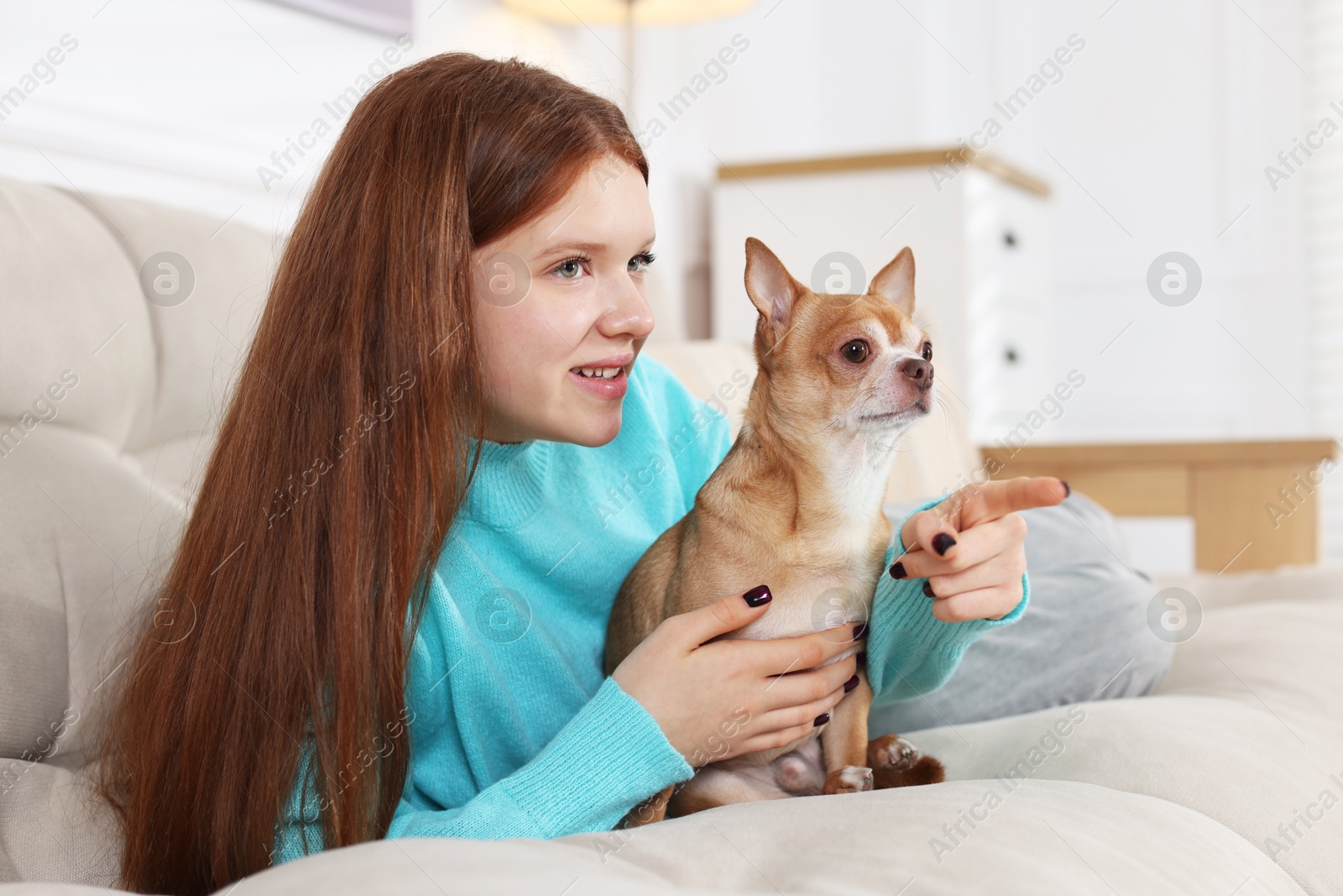 Photo of Teenage girl with her cute Chihuahua dog on sofa at home