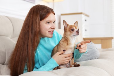 Photo of Teenage girl with her cute Chihuahua dog on sofa at home