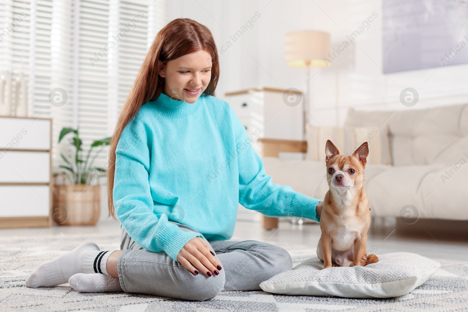 Photo of Teenage girl with her cute Chihuahua dog at home