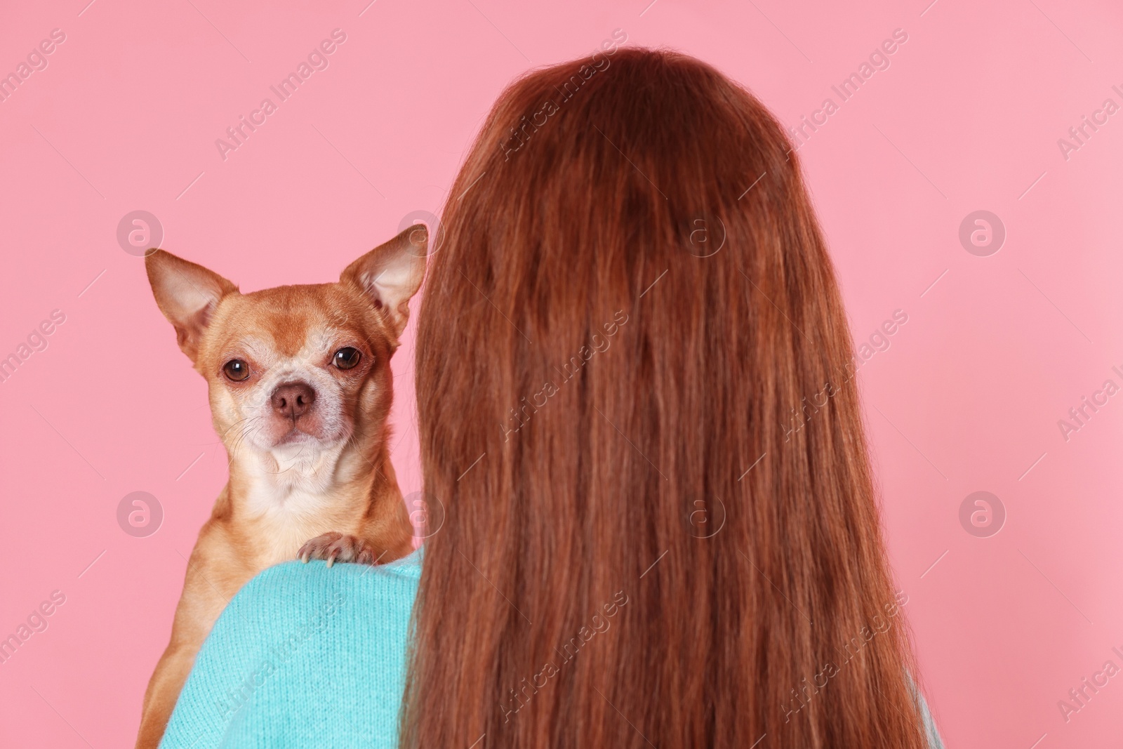 Photo of Teenage girl with her cute Chihuahua dog on pink background