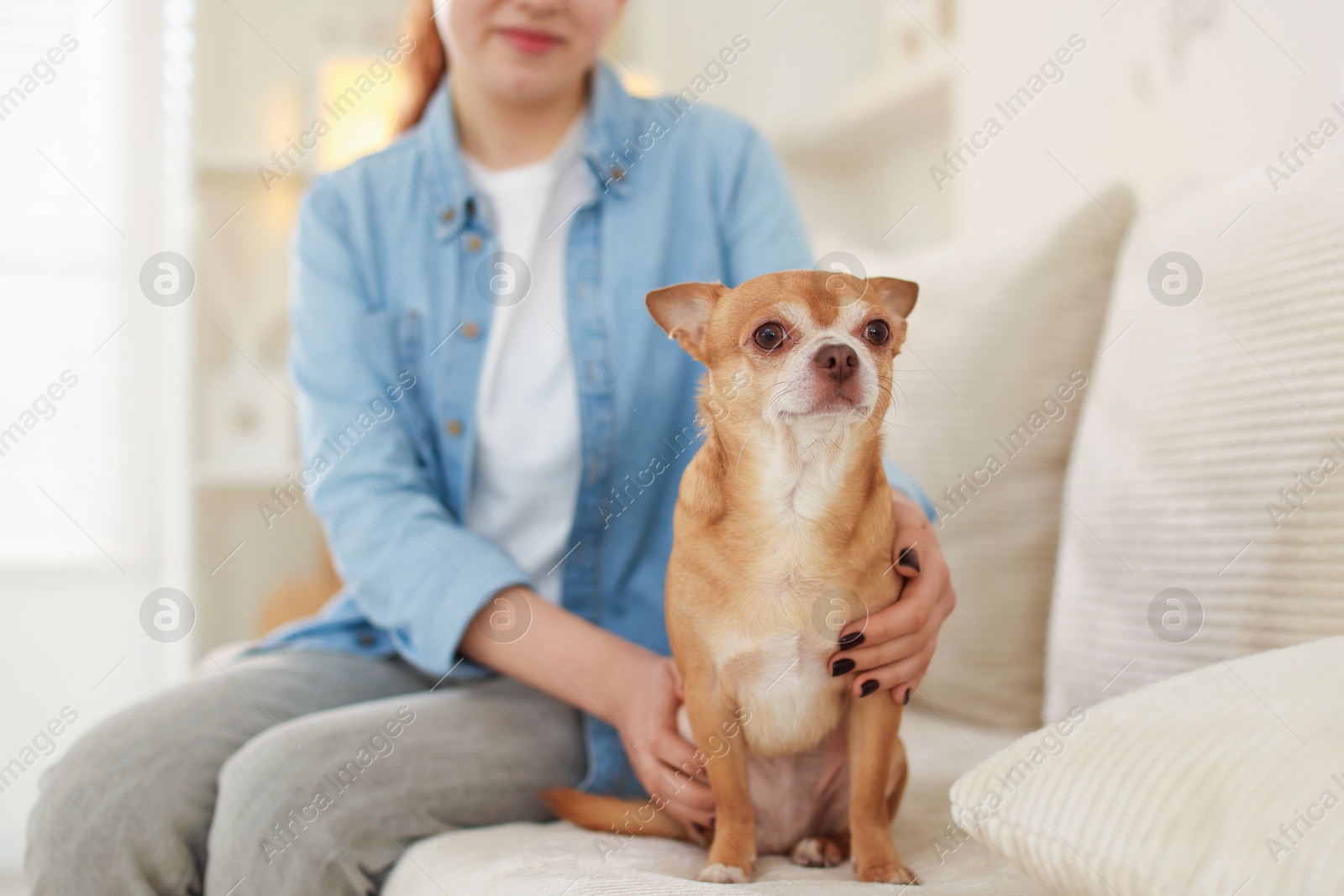 Photo of Teenage girl with her cute Chihuahua dog on sofa at home, closeup