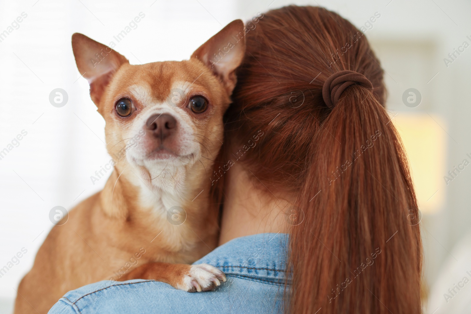 Photo of Teenage girl with her cute Chihuahua dog at home, back view